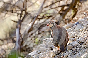 Red-legged partridge Alectoris rufa.