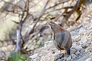 Red-legged partridge Alectoris rufa.