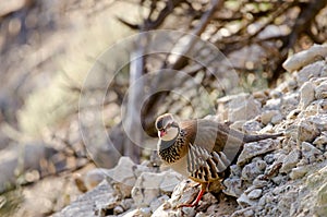 Red-legged partridge Alectoris rufa.