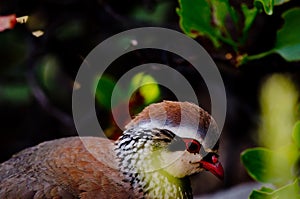 Red-legged partridge Alectoris rufa.