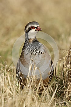 Red-legged partridge, Alectoris rufa