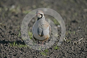 Red-legged partridge, Alectoris rufa,