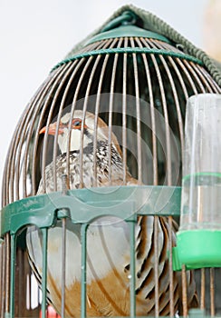 red-legged partridge, Alectoris rufa, in a cage