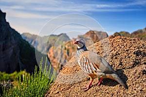 Red-legged partridge, Alectoris rufa. Close up , wild bird in pheasant family on the rock against steep mountains and blue sky.