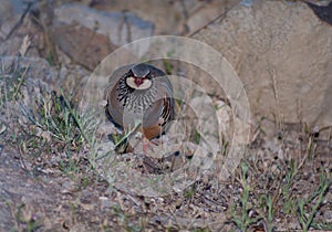 Red-legged partridge Alectoris rufa, Cruz de Pajonales.