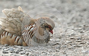 A Red-Legged Partridge, Alectoris rufa, having a dust bath on a dirt track.