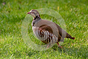 Red Legged Partridge alectoris rufa Portrait against green grass