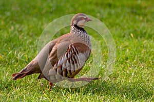 Red Legged Partridge alectoris rufa Portrait against green grass