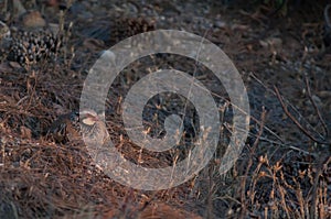 Red-legged partridge Alectoris rufa resting, Cruz de Pajonales.