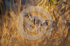 Red-legged partridge Alectoris rufa resting hidden in the vegetation.