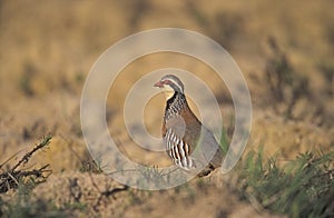 Red-legged partridge, Alectoris rufa,