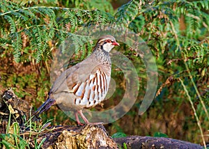 Red-legged Partridge - Alectoris rufa standing on a log.