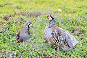 Red-legged Partridge - Alectoris rufa