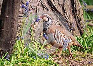 Red-legged Partridge - Alectoris rufa, Warwickshire