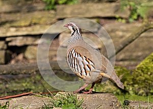 Red-legged Partridge - Alectoris rufa, Warwickshire