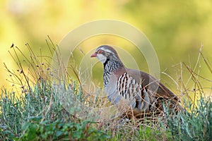 The red legged partridge also known as French partridge Alectoris Rufa