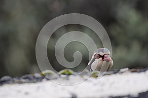 Red-legged partridge at the edge of a road.