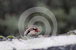 Red-legged partridge at the edge of a road.