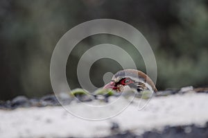 Red-legged partridge at the edge of a road.