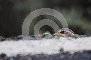 Red-legged partridge at the edge of a road.