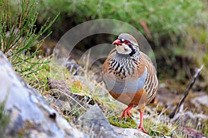 Red-legged Partridge Madeira