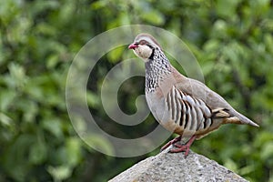 Red-legged partridge - North Yorkshire - England