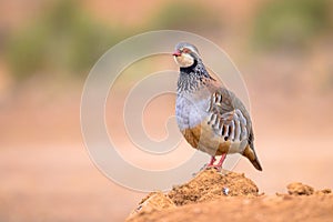 Red Legged Partridge Standing Guard