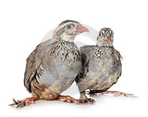 Red-legged partridges