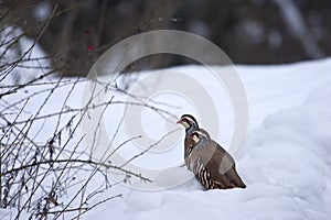 Red-legged Partridges (Alectoris rufa) in the snow