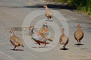 Red legged partridges on country road photo