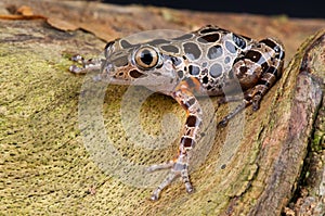 Red-legged running frog