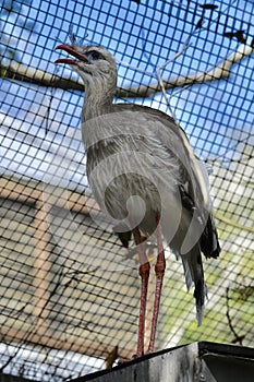 A Red-legged Seriema #1