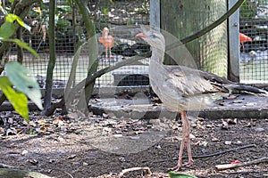 Red-Legged Seriema