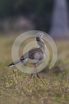 Red legged Seriema,