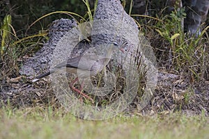 Red legged Seriema,