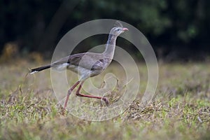 Red legged Seriema,