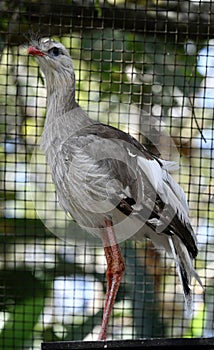 A Red-legged Seriema 2