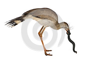 Red-legged Seriema