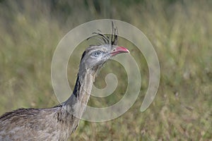 Red-legged Seriema