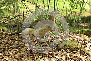 Red-legged seriema