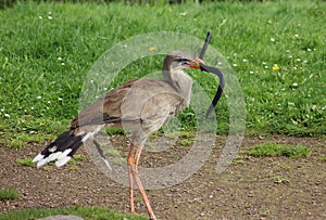 Red-legged seriema