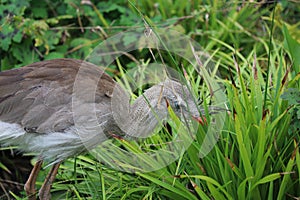 Red-legged seriema