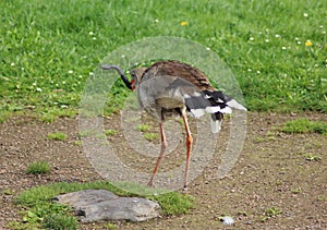 Red-legged seriema