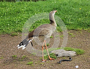 Red-legged seriema