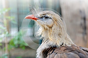 Red legged seriema bird Cariama cristata