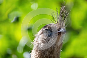 Red-legged seriema, Cariama cristata