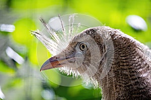 Red-legged seriema, Cariama cristata