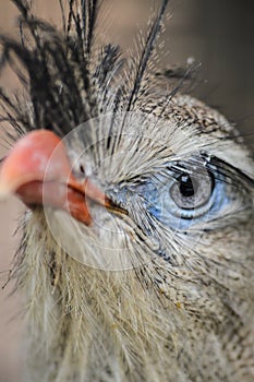 Red-legged seriema, Cariama cristata