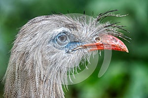 Red-legged Seriema, Cariama cristata