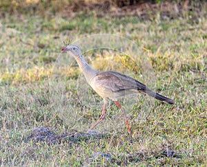 Red-legged Seriema (Cariama cristata) in Brazil